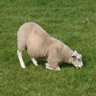 Lameness in sheep