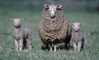 Ewe with twins
