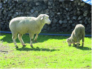 Footrot in sheep