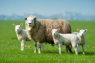 Best Practices for Managing Ewes from Tupping to Lambing