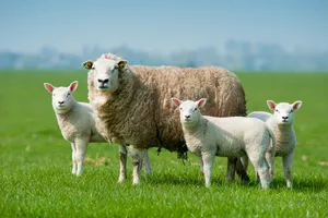 Twin Lamb Disease