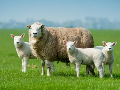 Best Practices for Managing Ewes from Tupping to Lambing