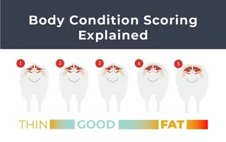 Body Condition Scoring Explained