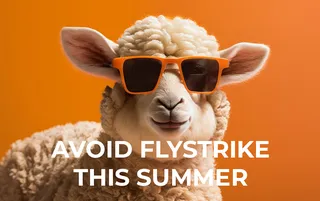 FlockFinder: Guide to Fly Strike 🪰