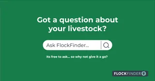 Introducing EweGene: The Flockfinder AI-Powered Advisor for Livestock Disease 🔍