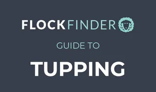 FlockFinder: Guide to Tupping 🐑🐏