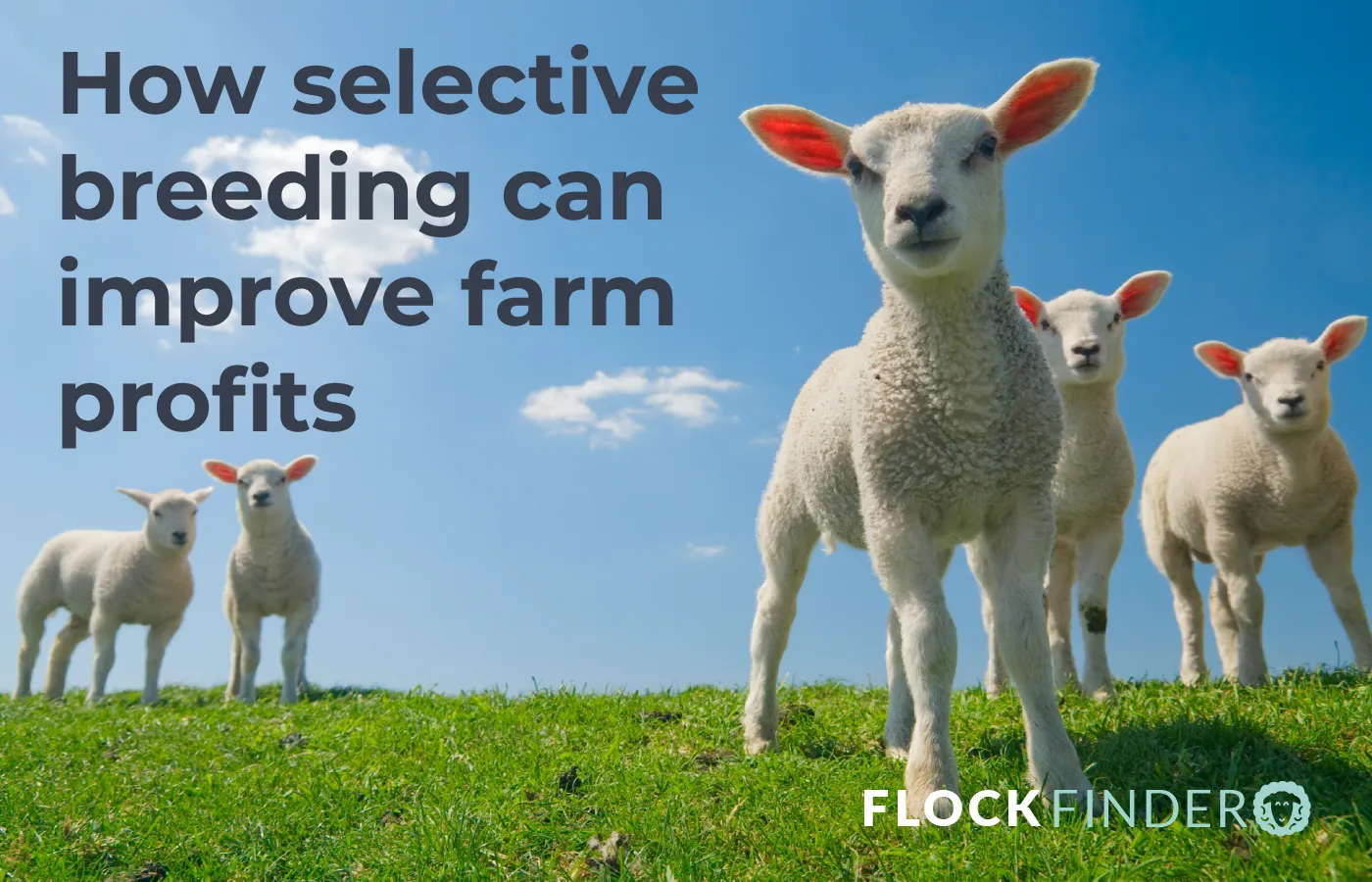 How Selective Breeding Can Improve Farm Profits 📈