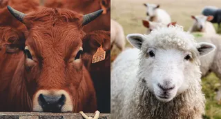 Multi-species support