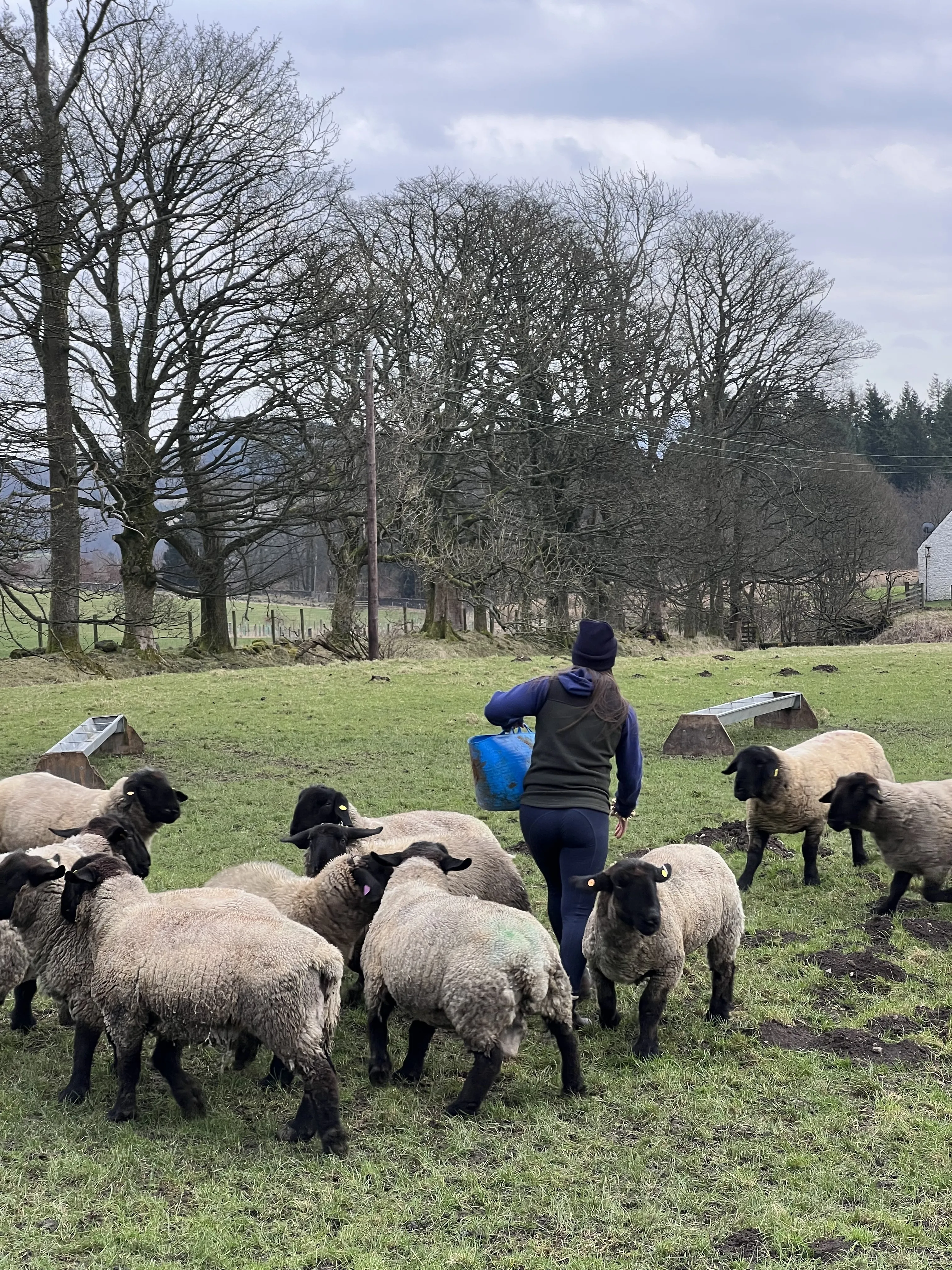 What’s Happening in Sheep Farming in 2026 and Why Better Data Matters