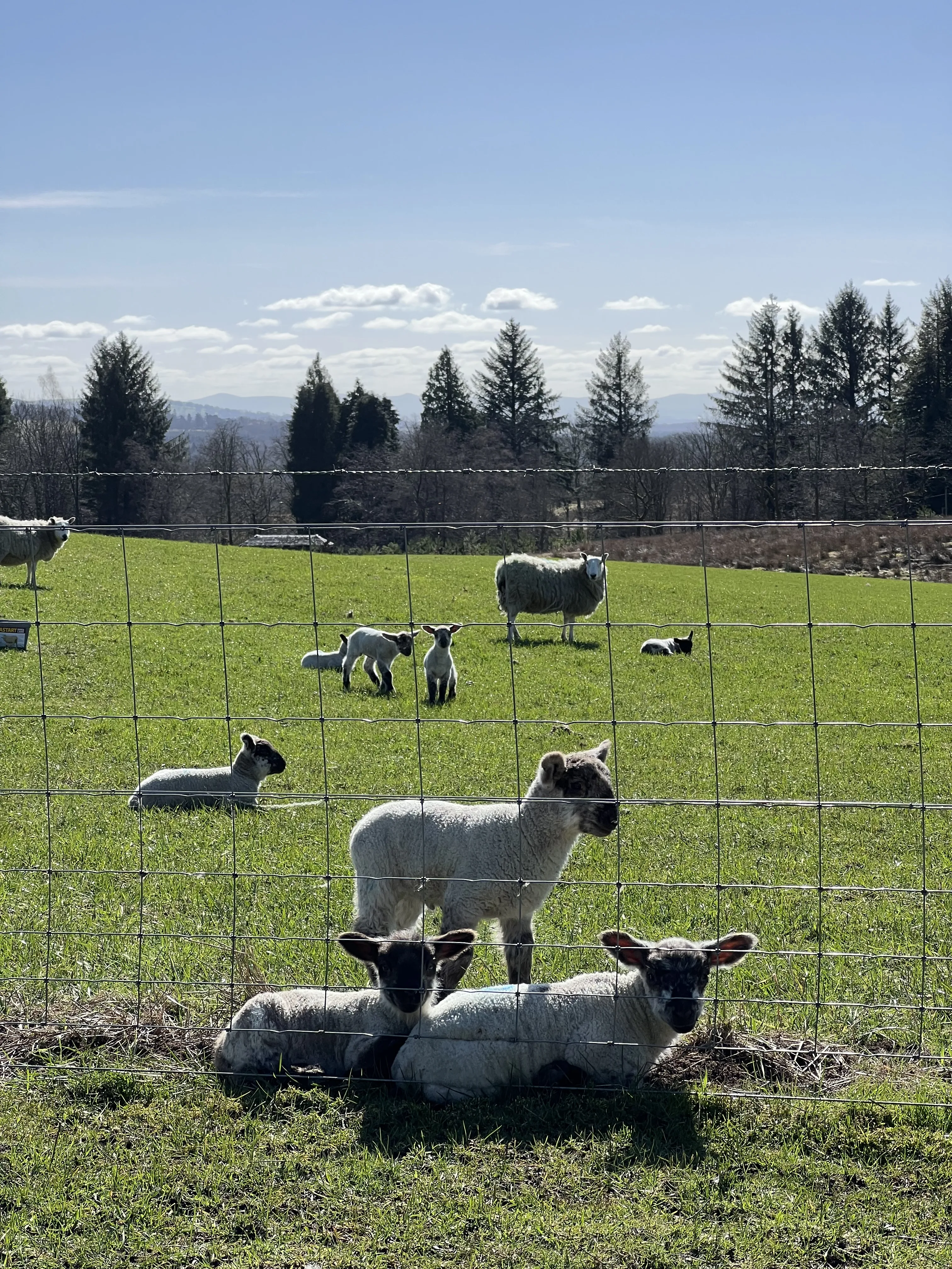 Lambing Records That Actually Help Next Year