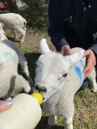 How Does FlockFinder Help During Lambing Season?