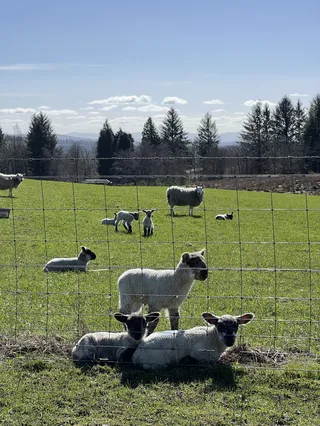 Lambing Records That Actually Help Next Year