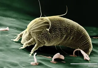 Ear Mite