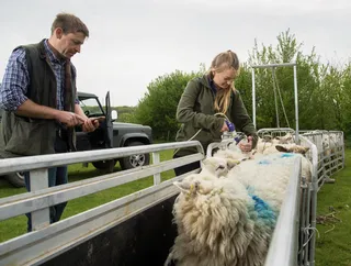 Drenching Sheep: When, Why and How to Get It Right