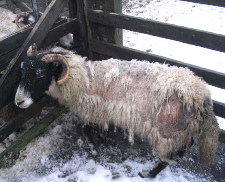 Sheep suffering from scab