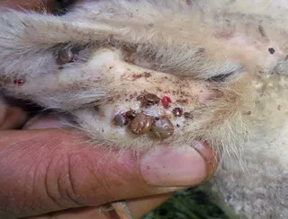Ticks in sheep
