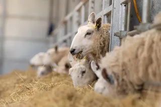 Culling with Data, Not Guesswork: Smarter Stock Decisions for Summer