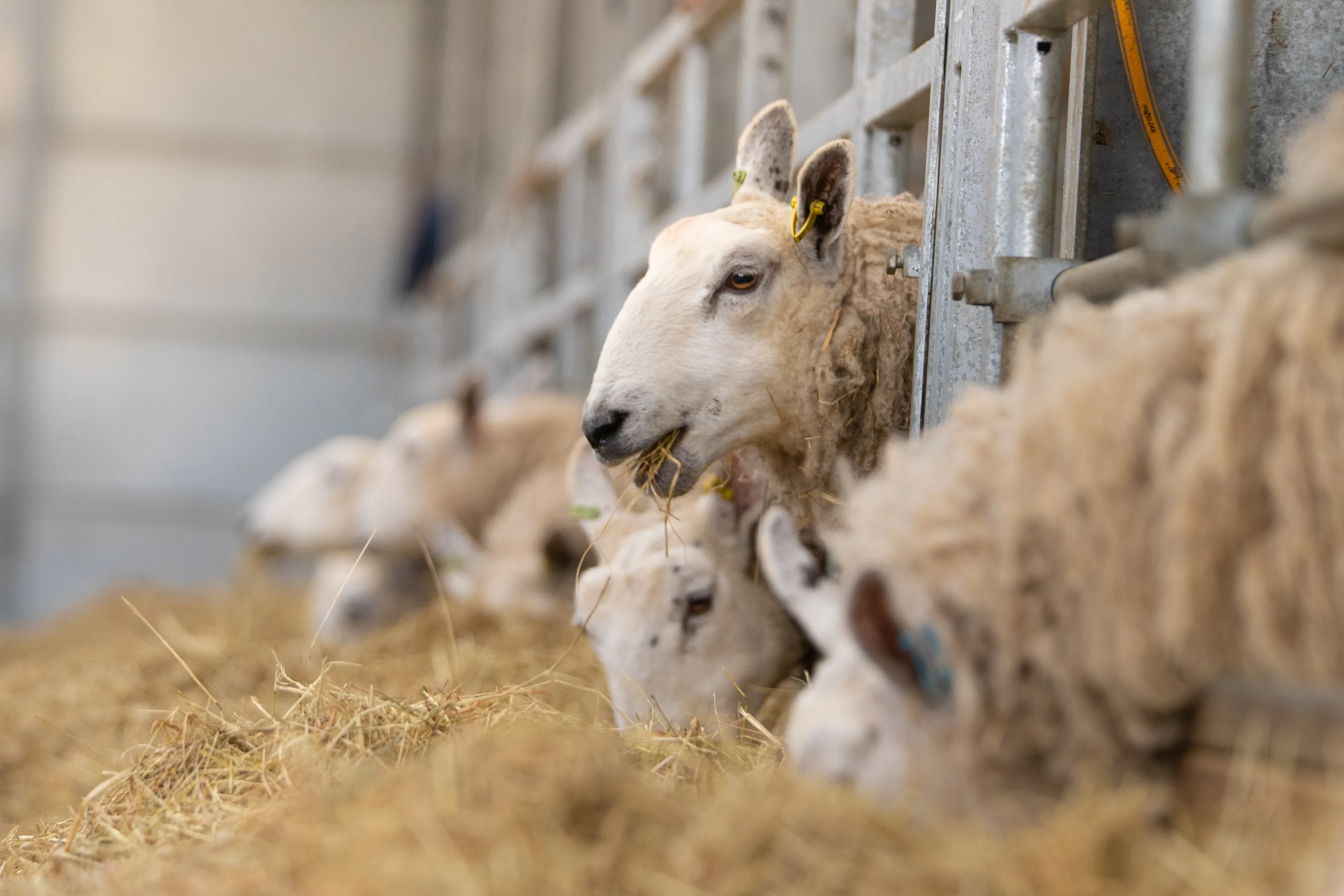 Culling with Data, Not Guesswork: Smarter Stock Decisions for Summer