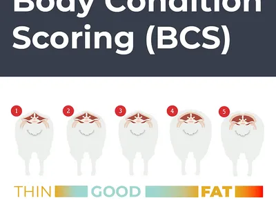 Body Condition Scoring Explained