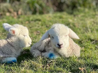 Preparing for Lambing: Essential Tips for a Successful Season