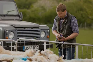 Farmer checking a phone beside a pen of sheep