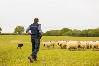 Farmer and sheepdog walking towards a flock of sheep