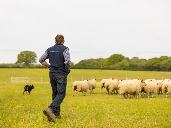 Farmer and his farm dog tending to his flock