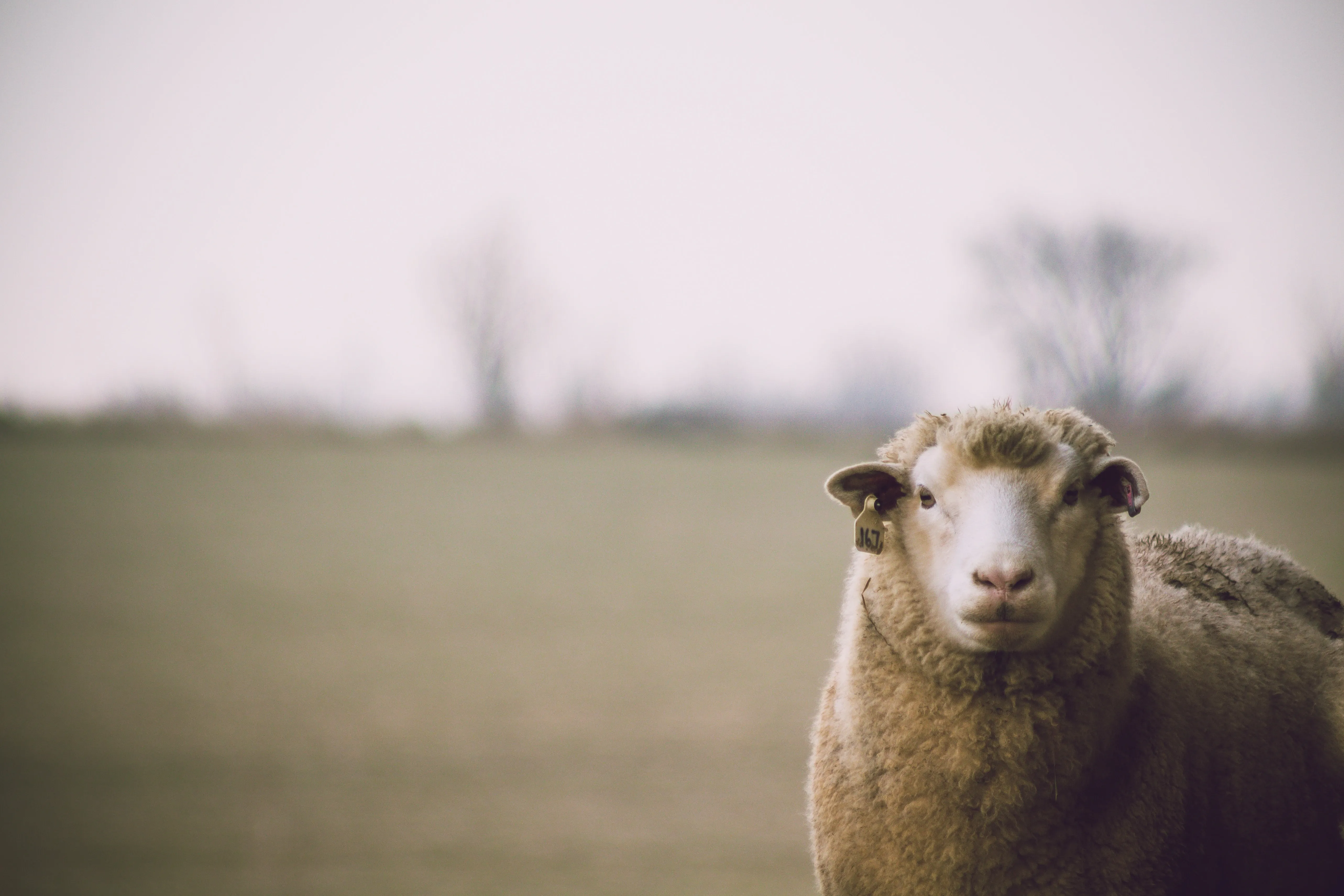 The Importance of Body Condition Scoring (BCS) in Sheep Farming