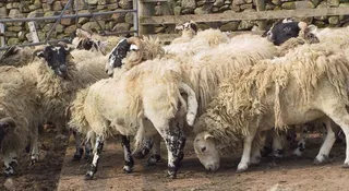 Sheep scab