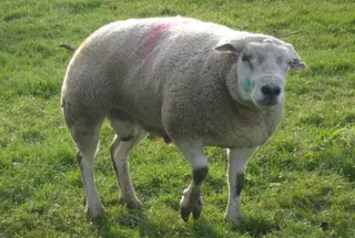Ram with lameness