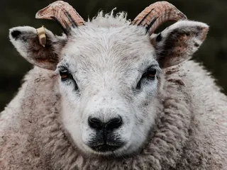 How to Prepare for Tupping: A Practical Guide for Sheep Farmers