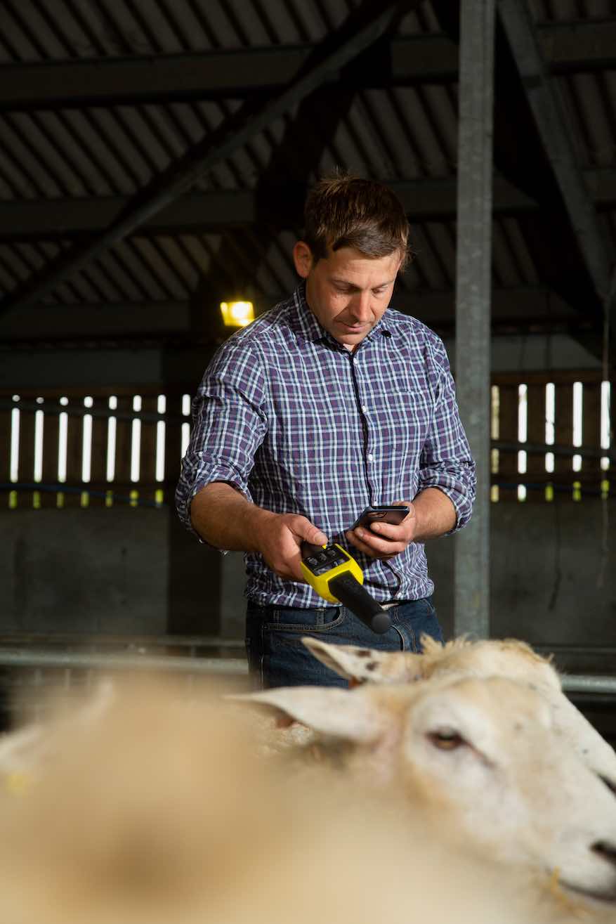 Farmer using the app and a bluetooth reader to manage livestock