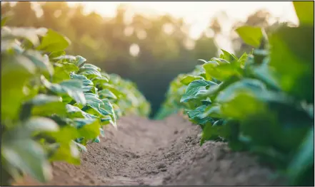 Farm background