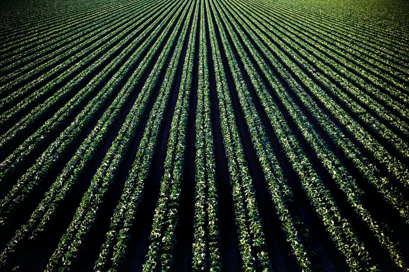 Aerial view of farmland