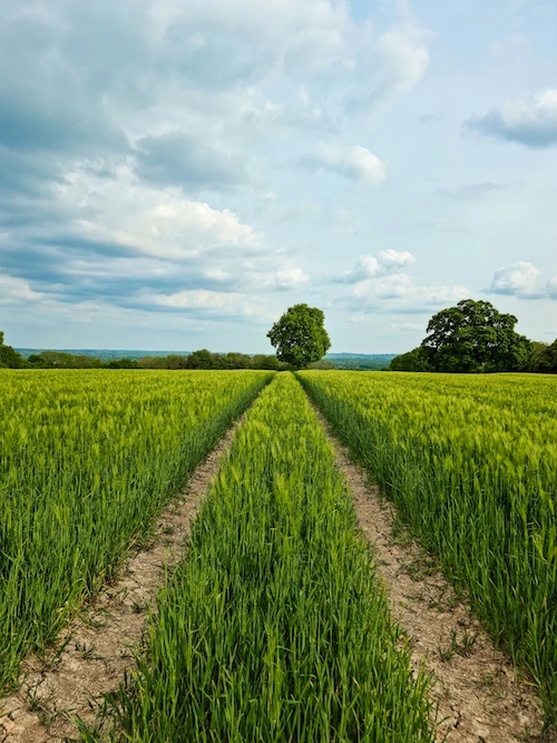 Wheat field background